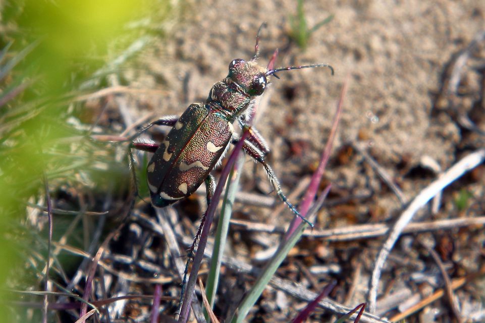 Cicindela soluta pannonica - pannon homokfutrinka