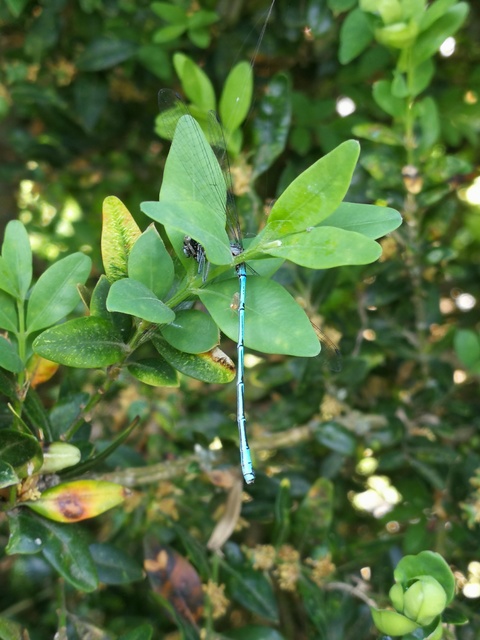 Coenagrion puella - azúrkék légivadász