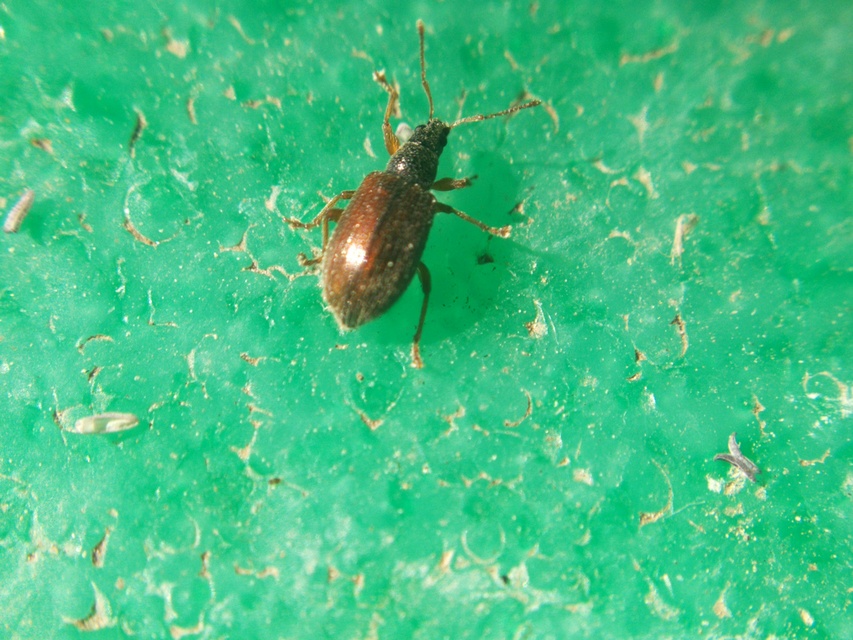 Phyllobius oblongus - közönséges levélormányos