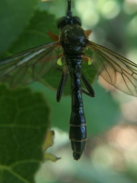 Dioctria