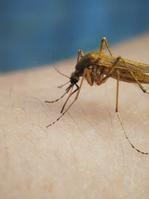 Culicidae - csípőszúnyogok
