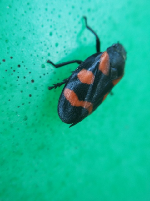 Cercopis