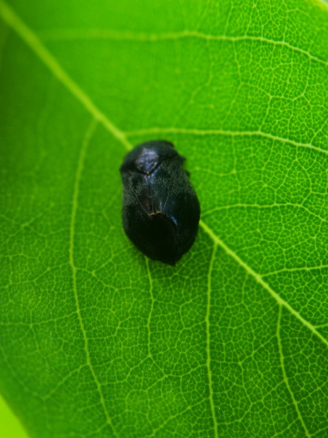 Penthimia nigra - fekete kabóca