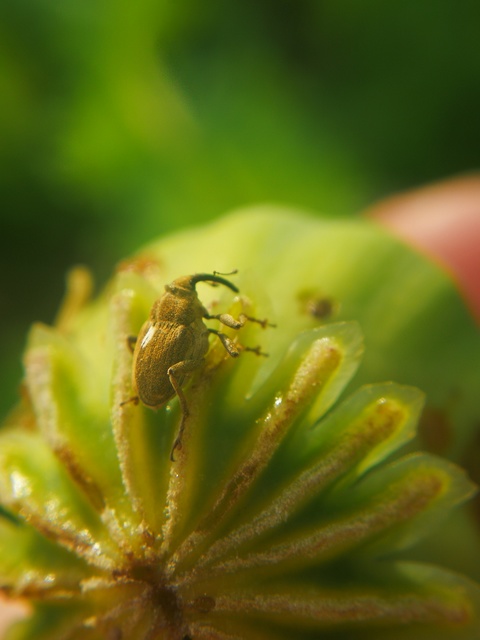 Glocianus maculaalba - közönséges máktokormányos