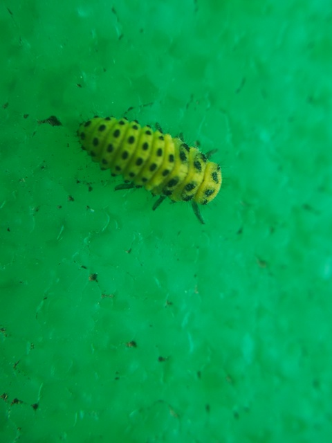 Psyllobora vigintiduopunctata - huszonkétpettyes katica