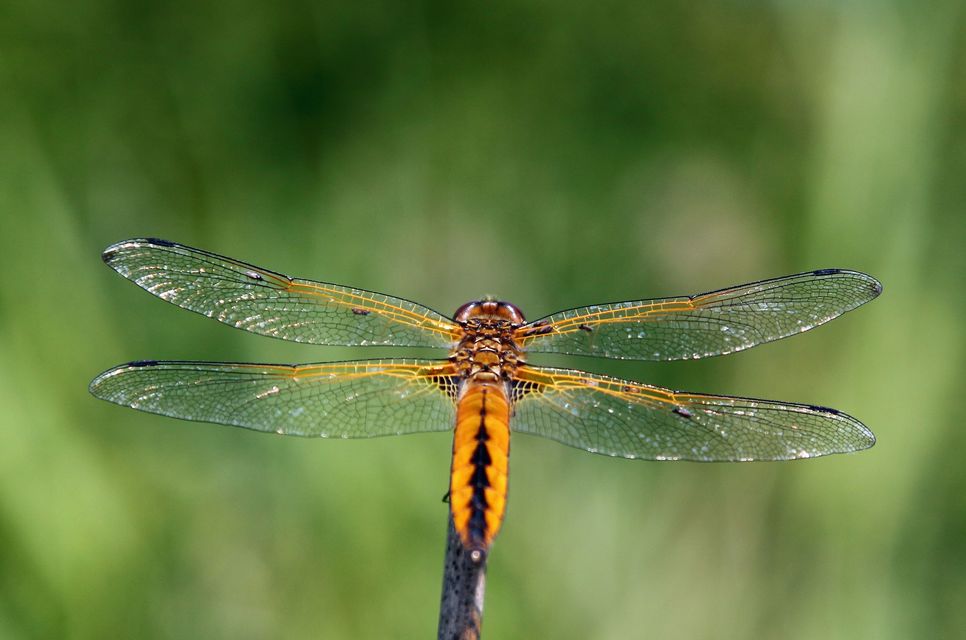 Libellula fulva - kisfoltos laposacsa