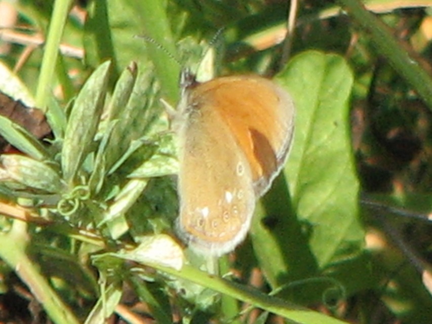 Coenonympha glycerion - közönséges szénalepke