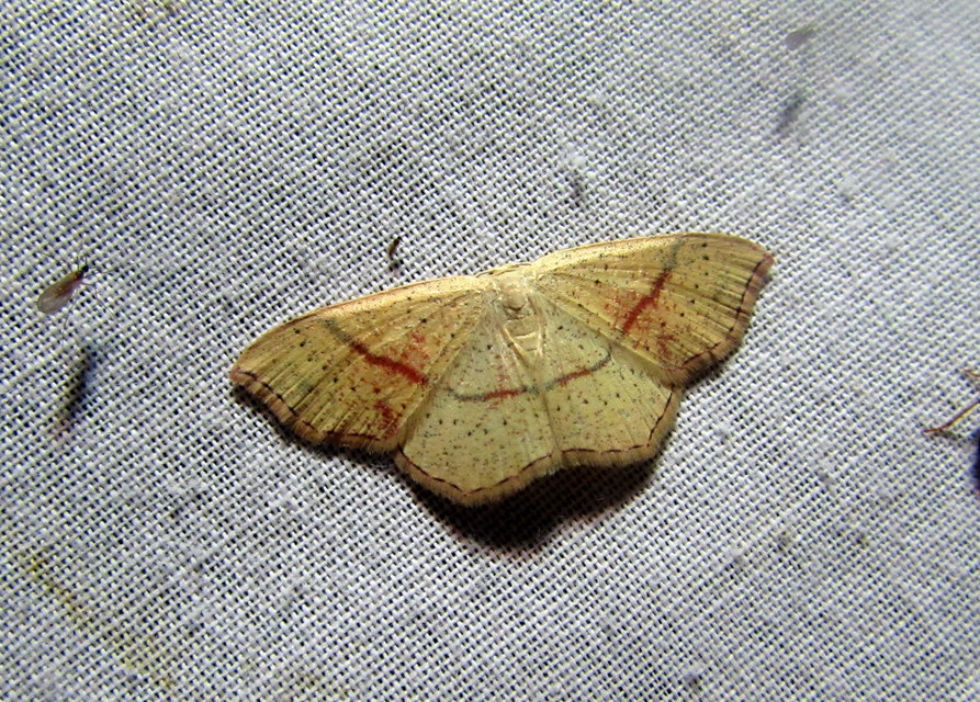 Cyclophora punctaria - sávos pettyesaraszoló