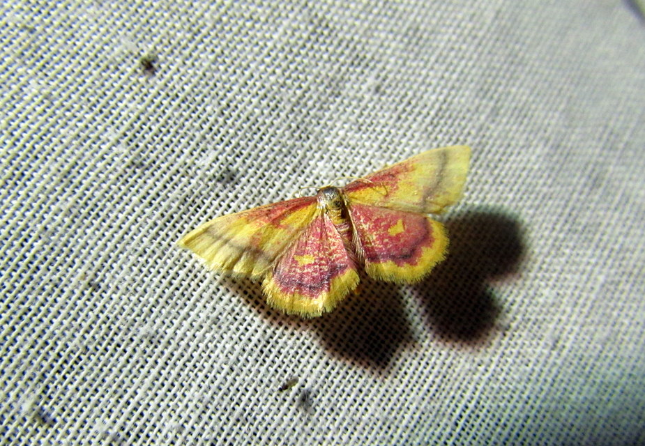 Idaea muricata - mocsári pirosaraszoló