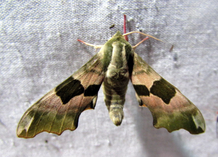 Mimas tiliae - hársfaszender