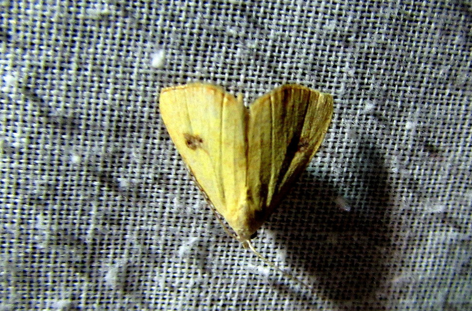 Rivula sericealis - selymes lórombagoly
