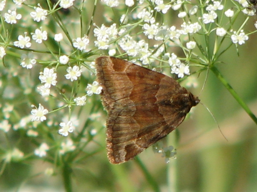 Euclidia glyphica - közönséges nappalibagoly