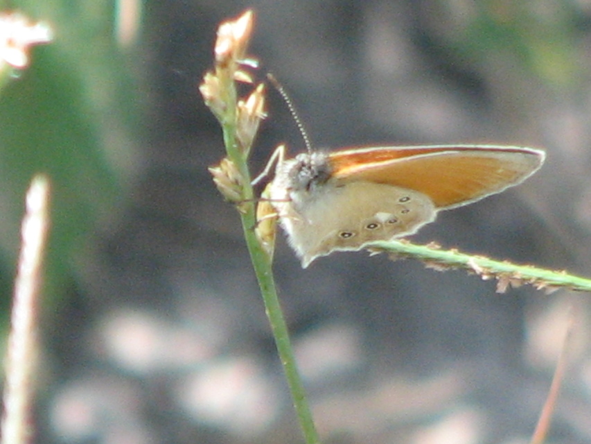 Coenonympha glycerion - közönséges szénalepke