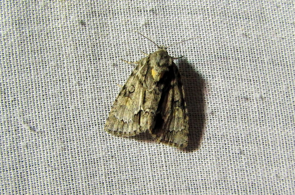 Acronicta strigosa - kis szigonyosbagoly