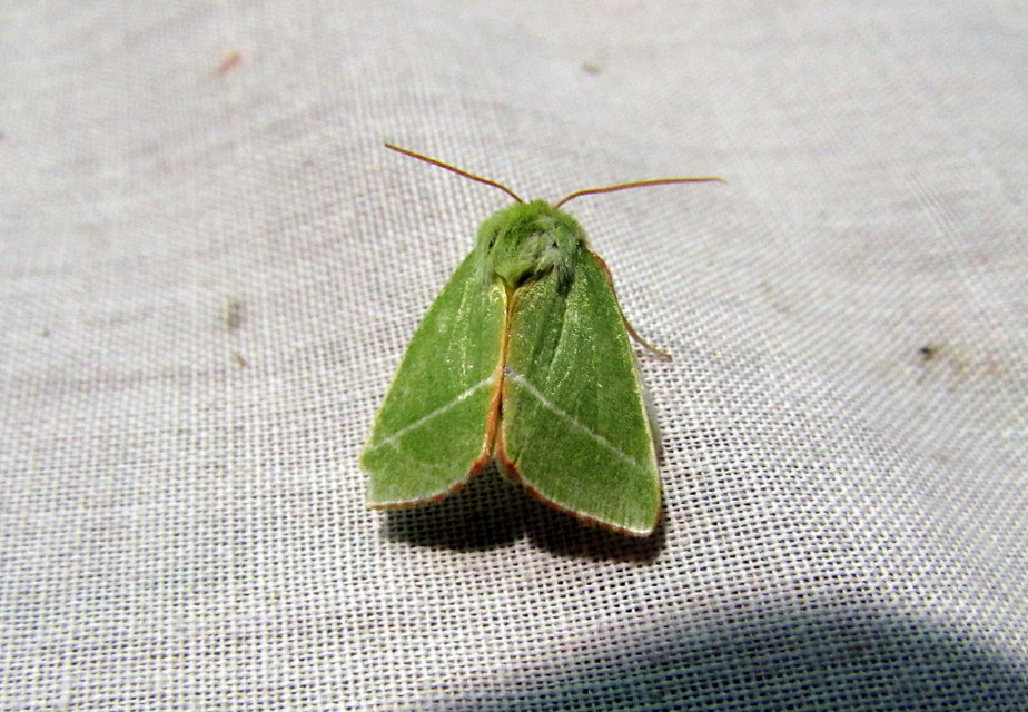 Pseudoips prasinana - bükkfa-zöldbagoly