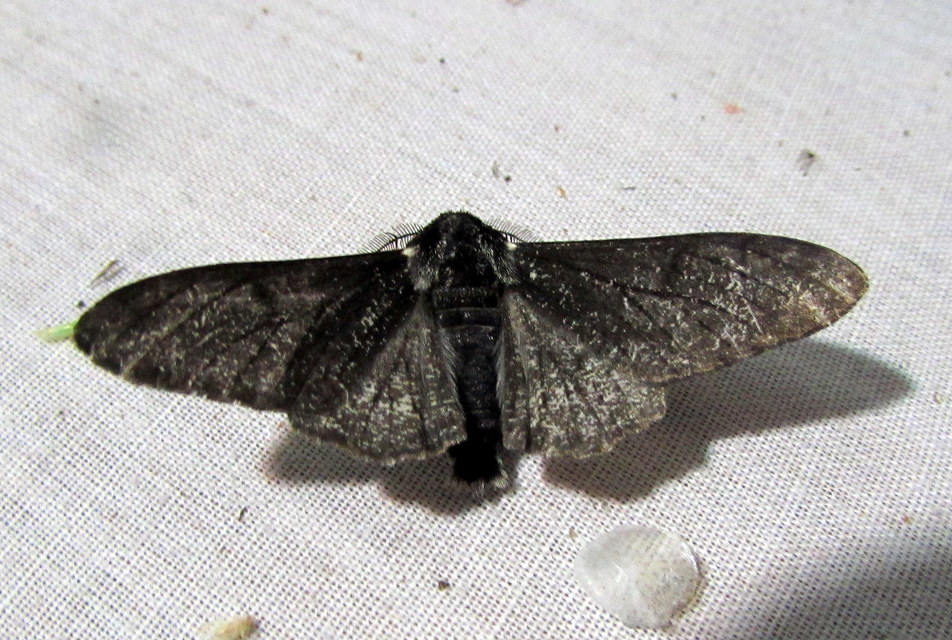 Biston betularia - szürkepettyes araszoló