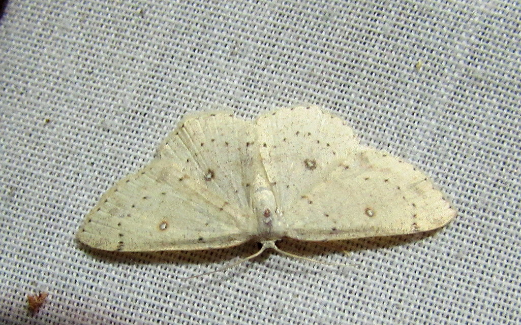 Cyclophora albipunctata - hegyi pettyesaraszoló