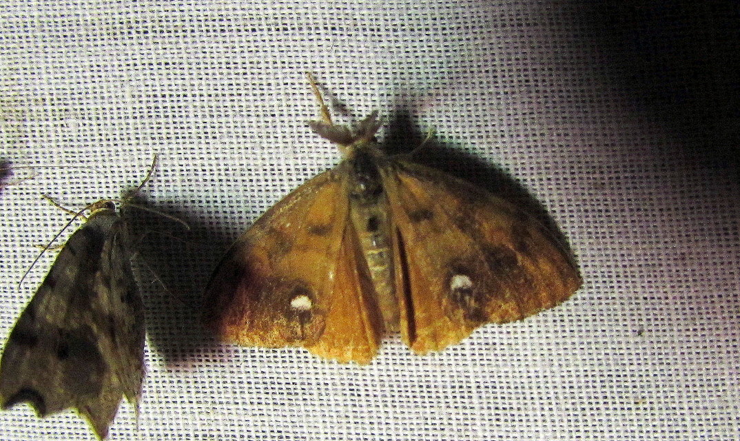 Orgyia antiqua - rozsdabarna kisszövő