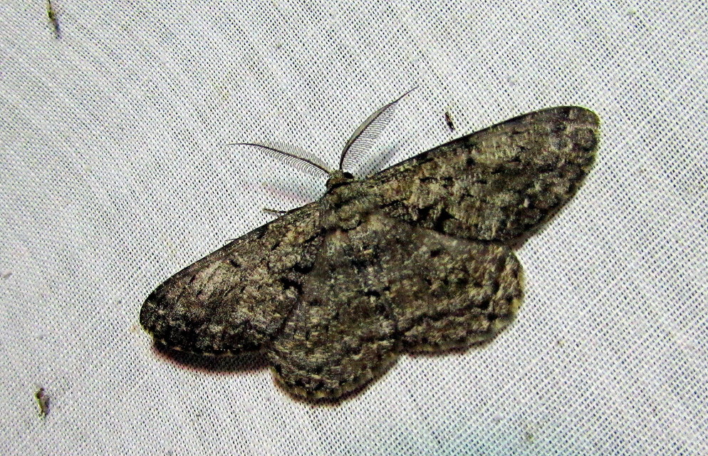 Hypomecis roboraria - nagy tölgyfaaraszoló