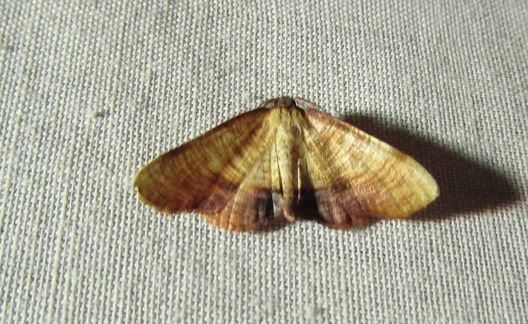Plagodis dolabraria - baltaszárnyú araszoló