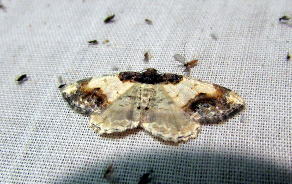 Ligdia adustata - barna levélaraszoló