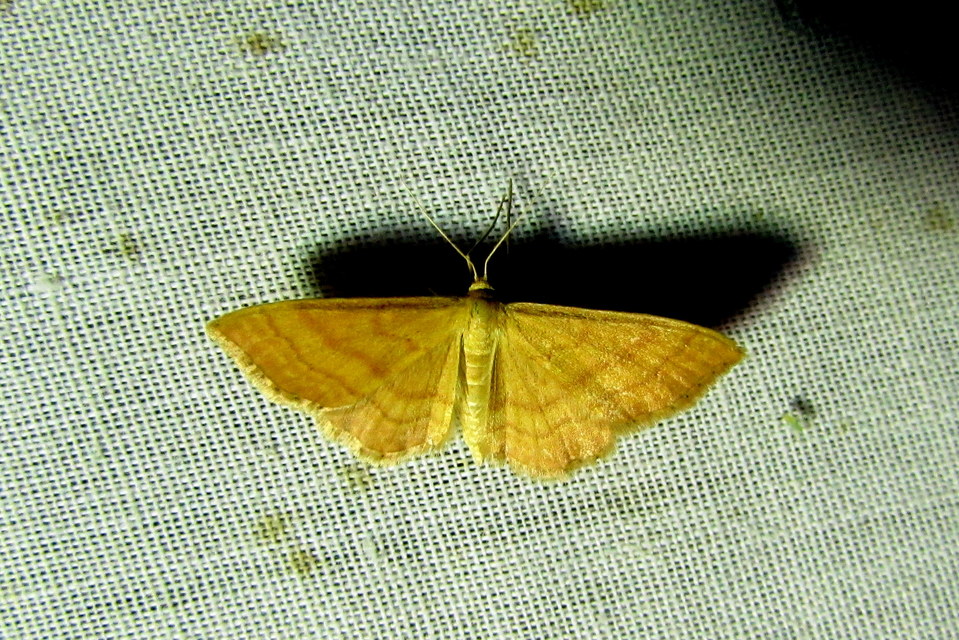 Idaea ochrata - okkerszínű sávosaraszoló