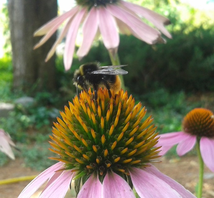 Bombus lapidarius - kövi poszméh