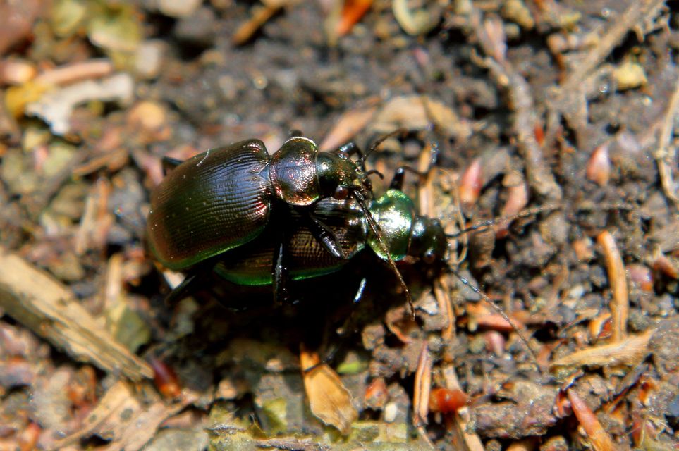 Calosoma inquisitor - kis bábrabló