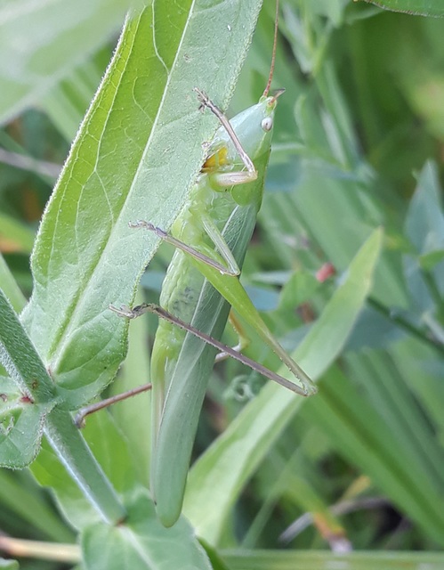 Ruspolia nitidula - nagy kúpfejűszöcske