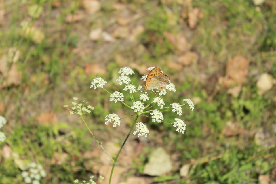 Argynnis paphia - nagy gyöngyházlepke