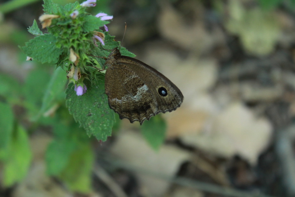 Minois dryas - fekete szemeslepke