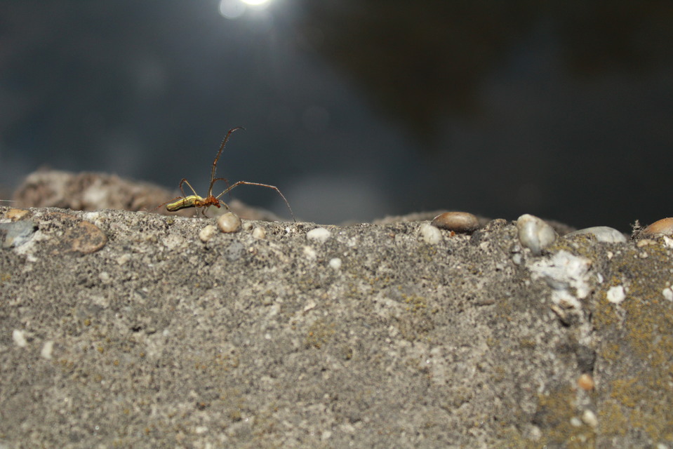 Tetragnatha