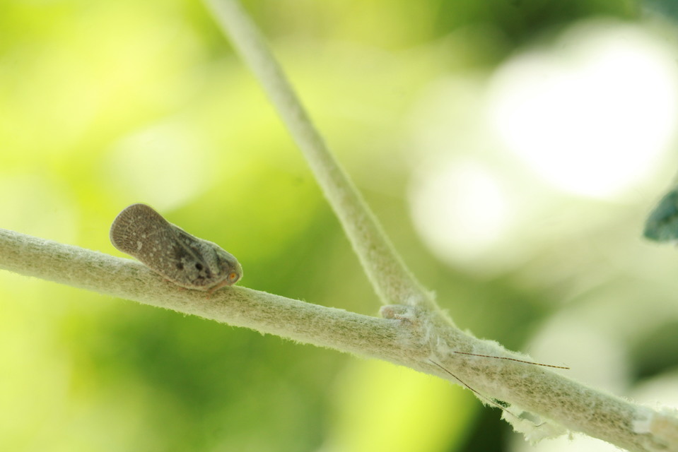 Metcalfa pruinosa - amerikai lepkekabóca