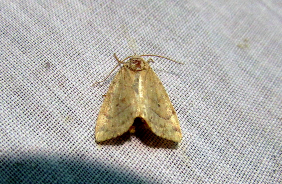 Cosmia trapezina - közönséges lombbagoly