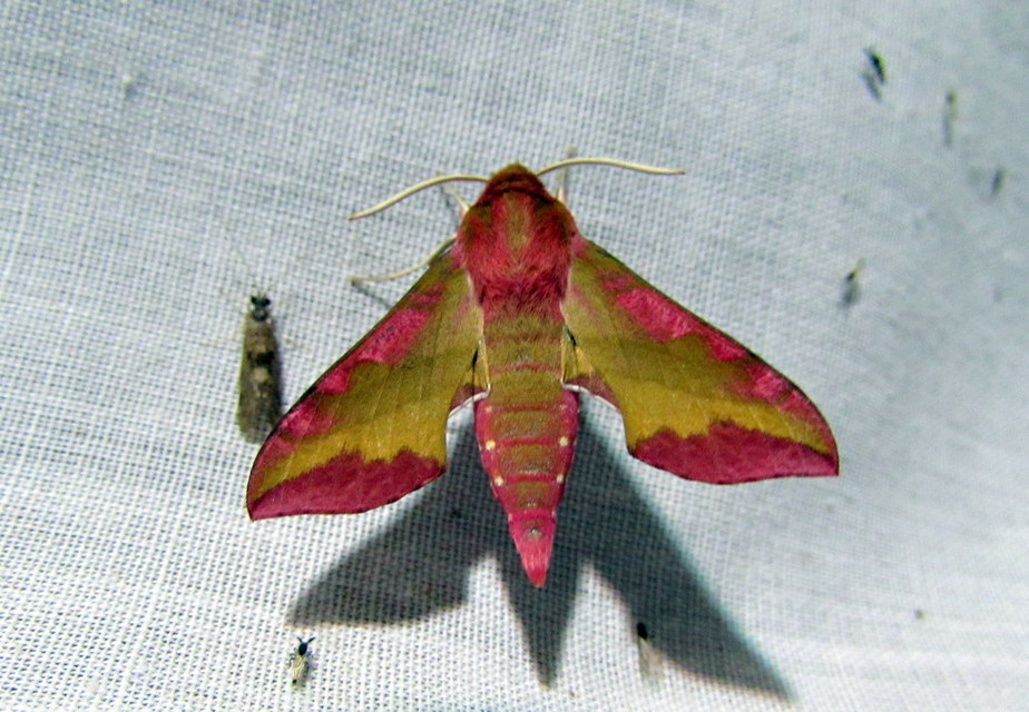 Deilephila porcellus - piros szender