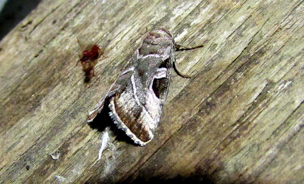 Eucarta virgo - mocsári ametisztbagoly