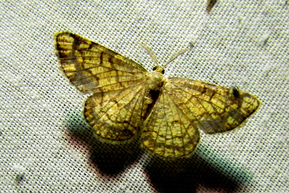 Stegania dilectaria - fehérnyár-araszoló