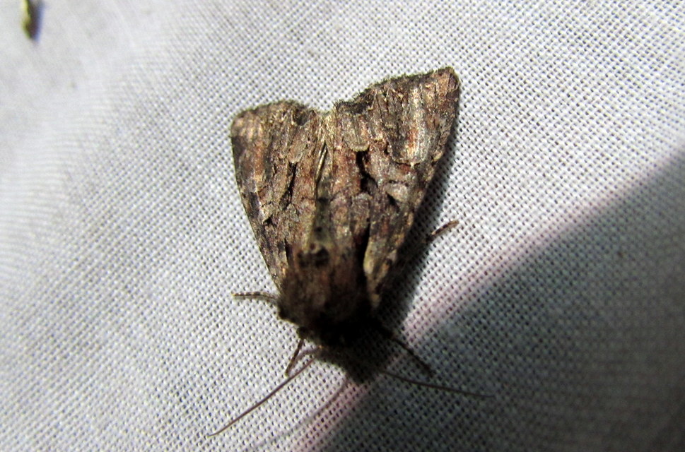 Lacanobia thalassina - borbolya-kertibagoly