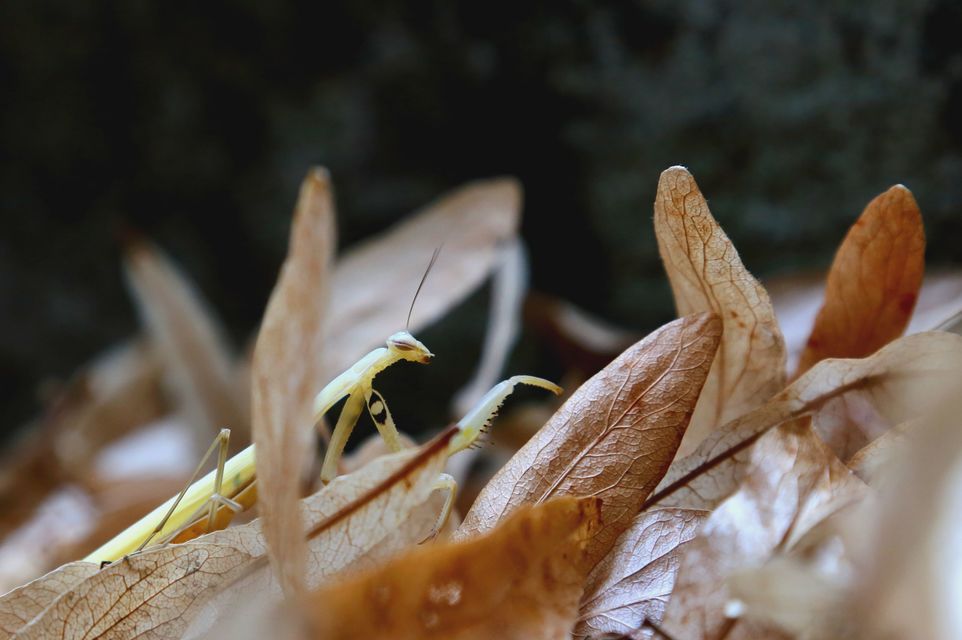 Mantis religiosa - imádkozósáska