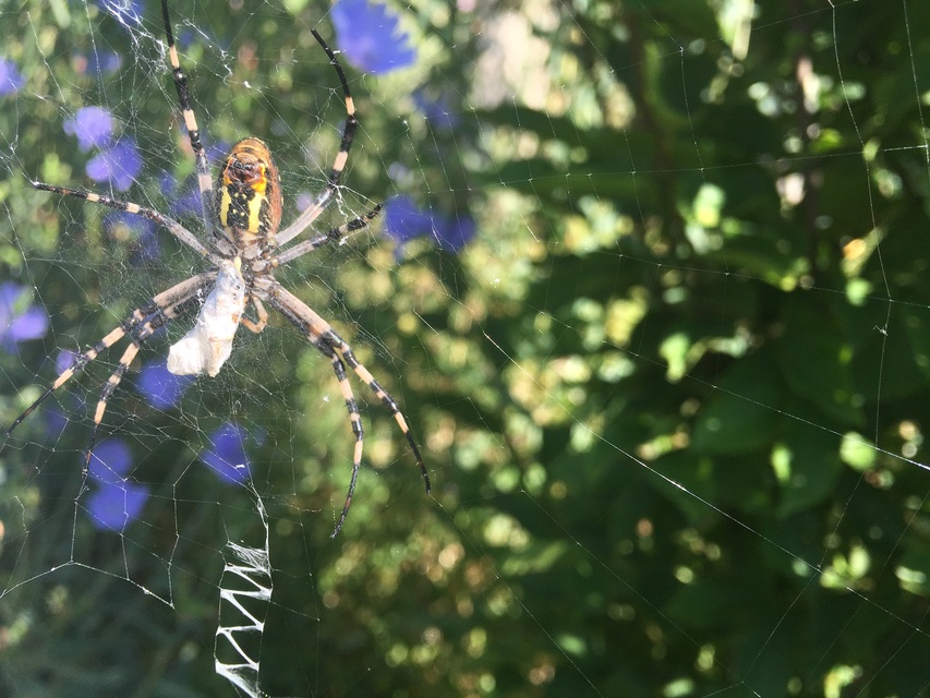Argiope bruennichi - darázspók