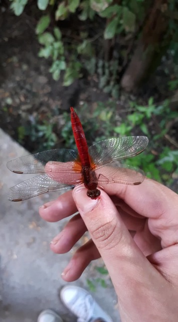Crocothemis erythraea - skarlát szitakötő