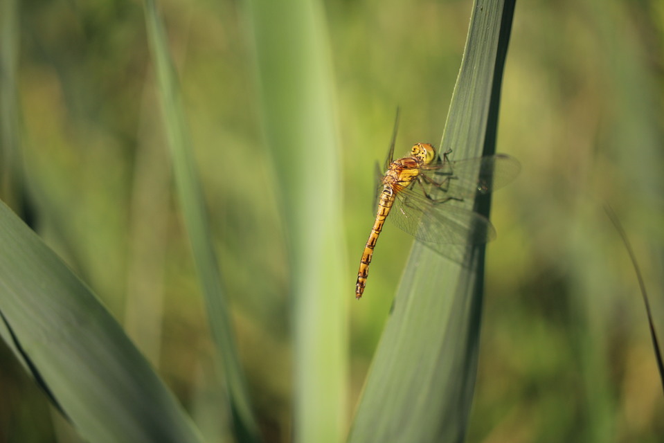 Sympetrum striolatum/vulgatum