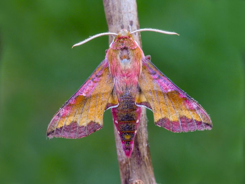 Deilephila porcellus - piros szender