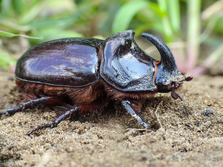 Oryctes nasicornis - orrszarvú bogár