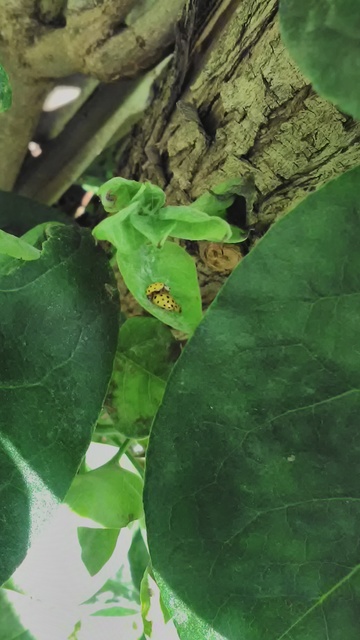 Psyllobora vigintiduopunctata - huszonkétpettyes katica