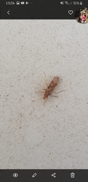 Belonochilus numenius - amerikai platánbodobács