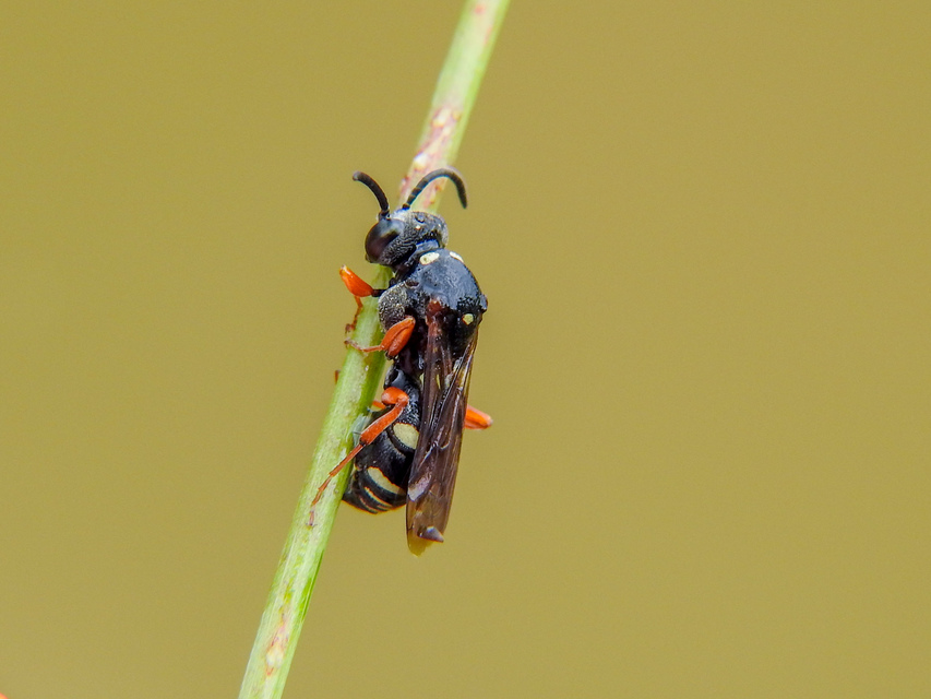 Crabronidae - szitásdarazsak