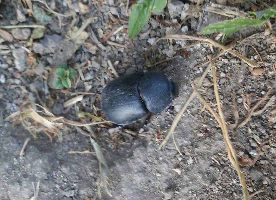 Pentodon idiota - butabogár