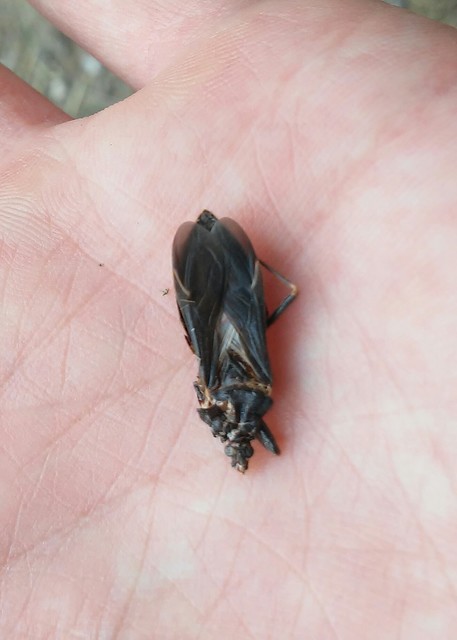 Reduvius personatus - szemetes zugpoloska