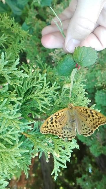 Argynnis pandora - zöldes gyöngyházlepke